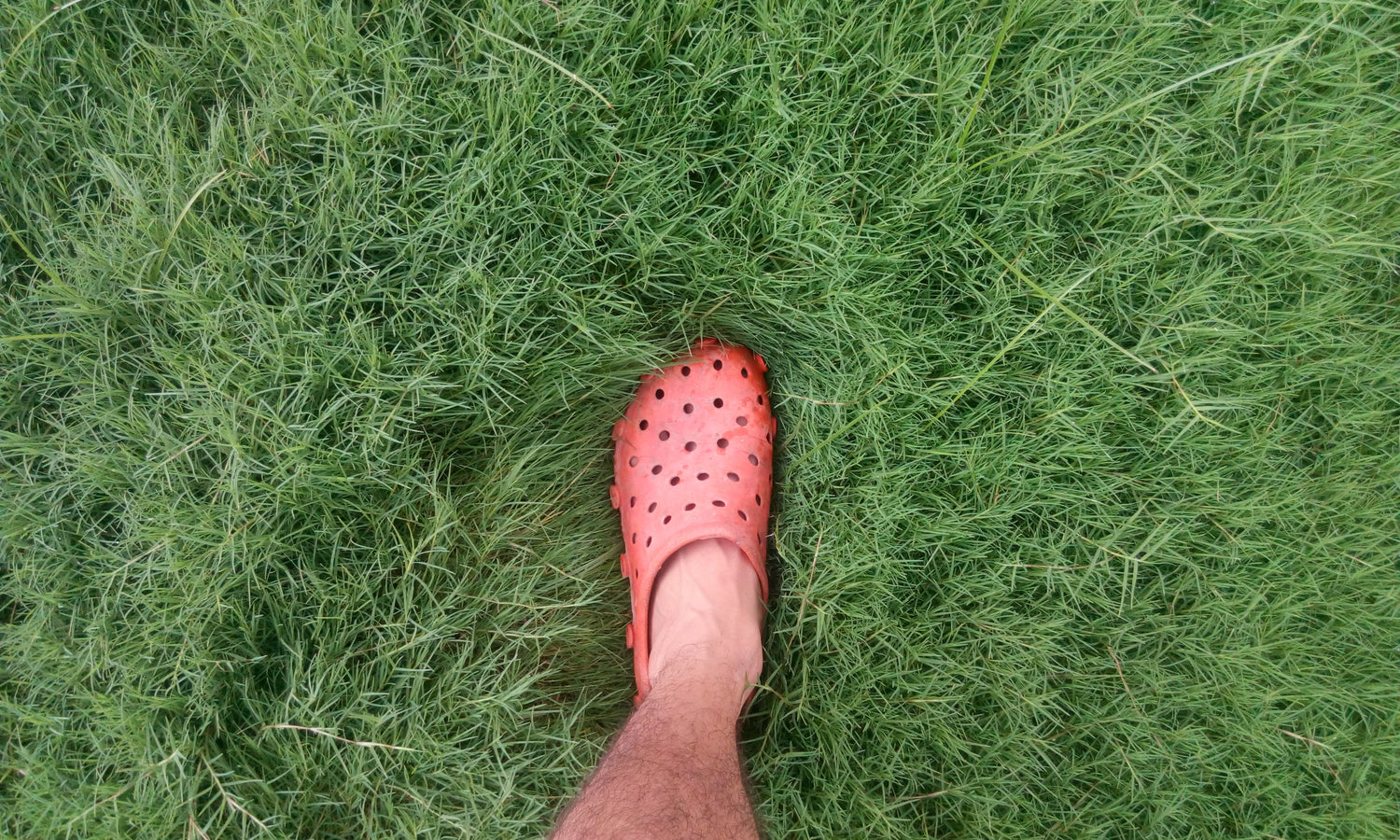sweaty feet stepping on grass